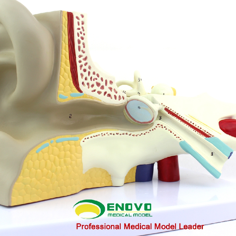 頤諾enovo醫學人體耳朵模型耳解剖結構內耳迷路模型耳鼻喉科五官科