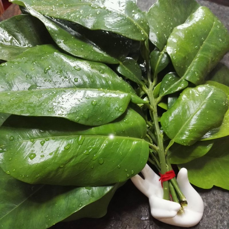 新鲜柚子叶开运转运沐浴祈福去晦气老树带枝46枝把6把顺丰快递