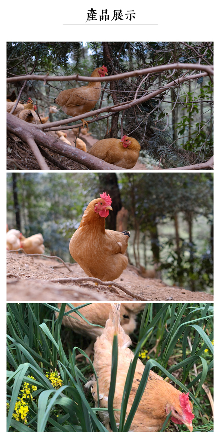 河田飞鸡 母鸡散养土鸡整鸡汤三黄油草鸡鸡肉150天1000g福建跑步走地
