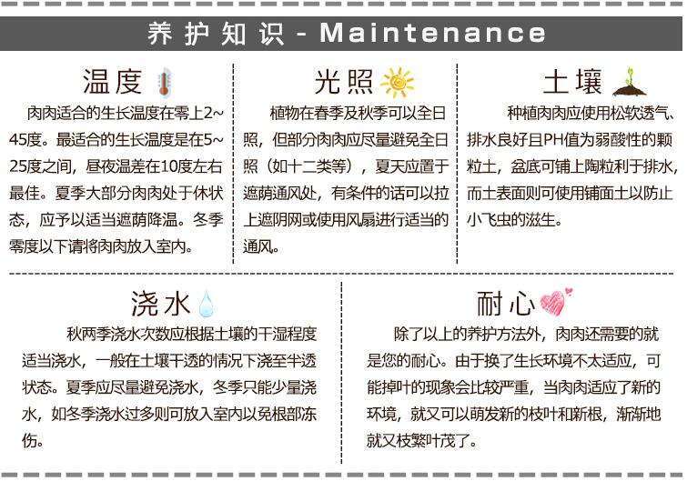 多肉植物水泡鼓槌银蚕梅花鹿绿龟之卵盆栽肉肉组合翡翠蛋糕新版银月太阳蛋糕水泡裸根发货 图片价格品牌报价 京东