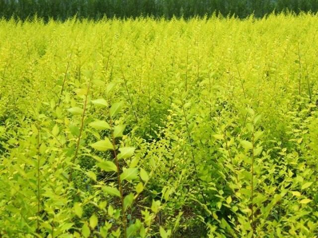 盆栽花卉 金叶榆树苗 黄金榆苗树 枝叶金黄色 直径4厘米粗 不含盆