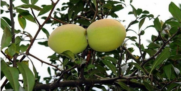 批发果树苗 宣木瓜苗 天香木瓜树苗 木瓜盆栽地栽 当年结果 蒙山木瓜