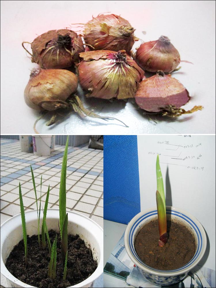 千姿秀 球根花卉 剑兰球根唐菖蒲种球 水生花卉 水培植物 盆栽花卉