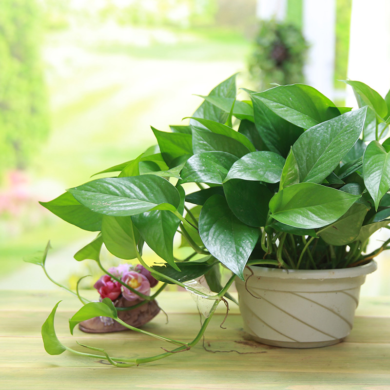 花卉绿植 盆栽植物 绿萝 绿萝盆栽 绿萝盆景 室内盆栽 新房 含盆