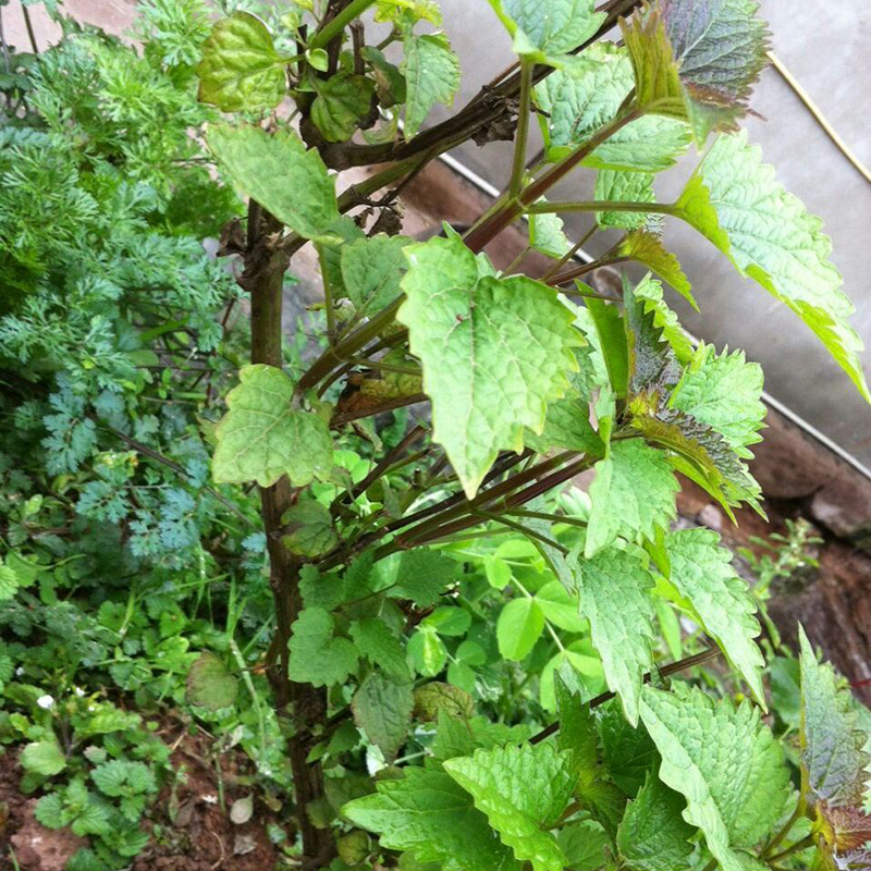 恬女神【顺丰】新鲜藿香叶 鱼香叶菜 500g 果浓鱼香菜藿香苗草泡茶