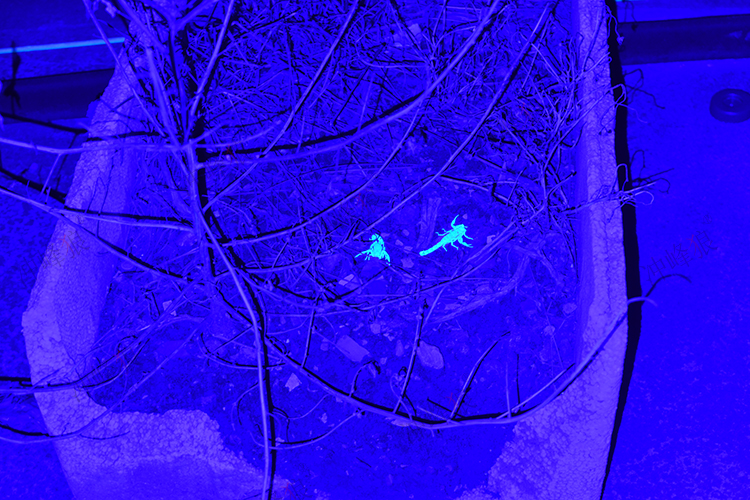 大功率t6强紫光抓蝎子捕蝎灯双光源紫外线固化手电筒验钞灯 q5强紫光