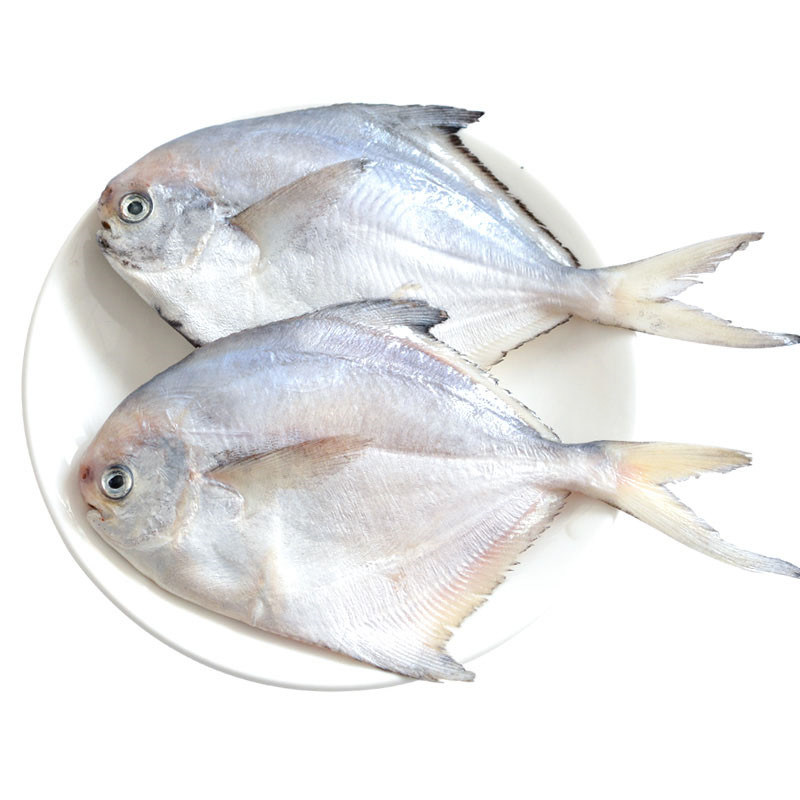 大菜园 新鲜银鲳鱼 鲳鱼 白昌鱼 平鱼 扁鱼鲳 小白鲳 顺丰 1.5kg