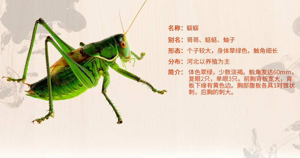 哈吉熊 蝈蝈活体翠绿蝈蝈铁皮蝈蝈鸣虫新脱本音憨叫蝈蝈 塑料竹条笼子