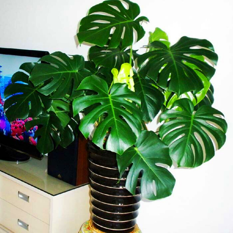 龟背竹室内绿植盆栽水培植物 30-40厘米左右(3棵未开背) 含盆