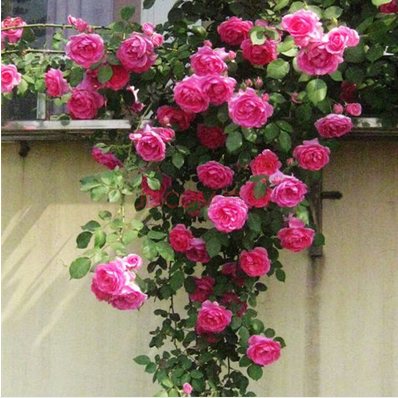 元井 大游行藤本月季苗 爬藤植物蔷薇苗绿植盆栽花卉四季循环开花欧月