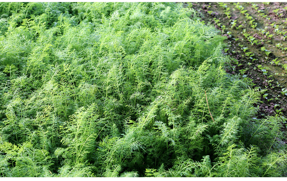 密云农业本地自种现摘茴香500g新鲜时令蔬菜现摘现发