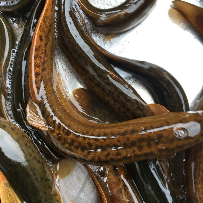 大菜园 泥鳅 新鲜泥鳅 淡水泥鳅 活泥鳅 发货 顺丰 ,1.5kg【3斤】