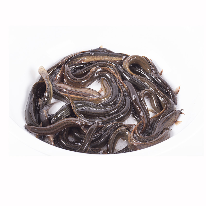 大菜园 泥鳅 新鲜泥鳅 淡水泥鳅 活泥鳅 发货 顺丰 ,1.5kg【3斤】