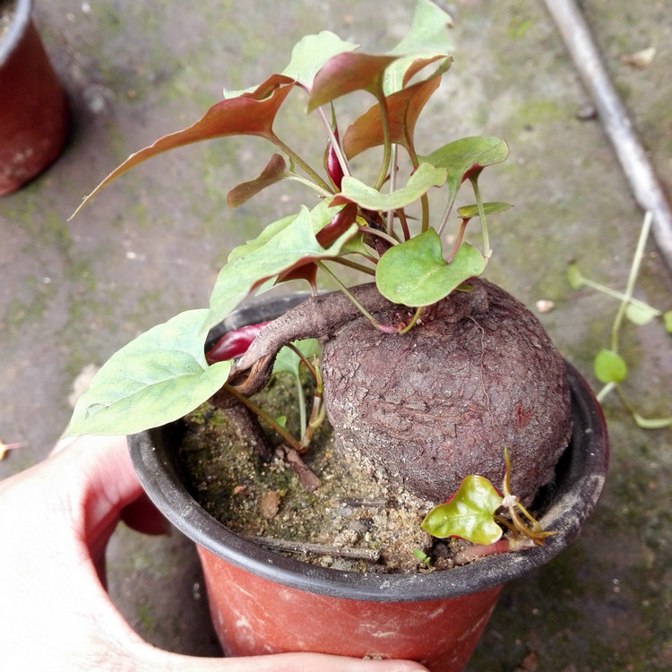 綠植盆栽植物何首烏盆景何首烏苗盆栽綠植花卉根莖3釐米粗不含盆