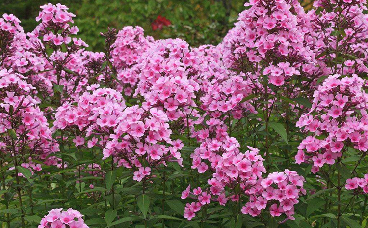 花中酷 福祿考花種子混色芝櫻花種子五色梅陽臺花卉庭院花壇四季種