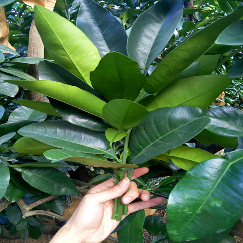 柚子叶柚叶老树新鲜柚子叶带枝叶每把4-6枝4把美食【图片价格品牌评论】-京东