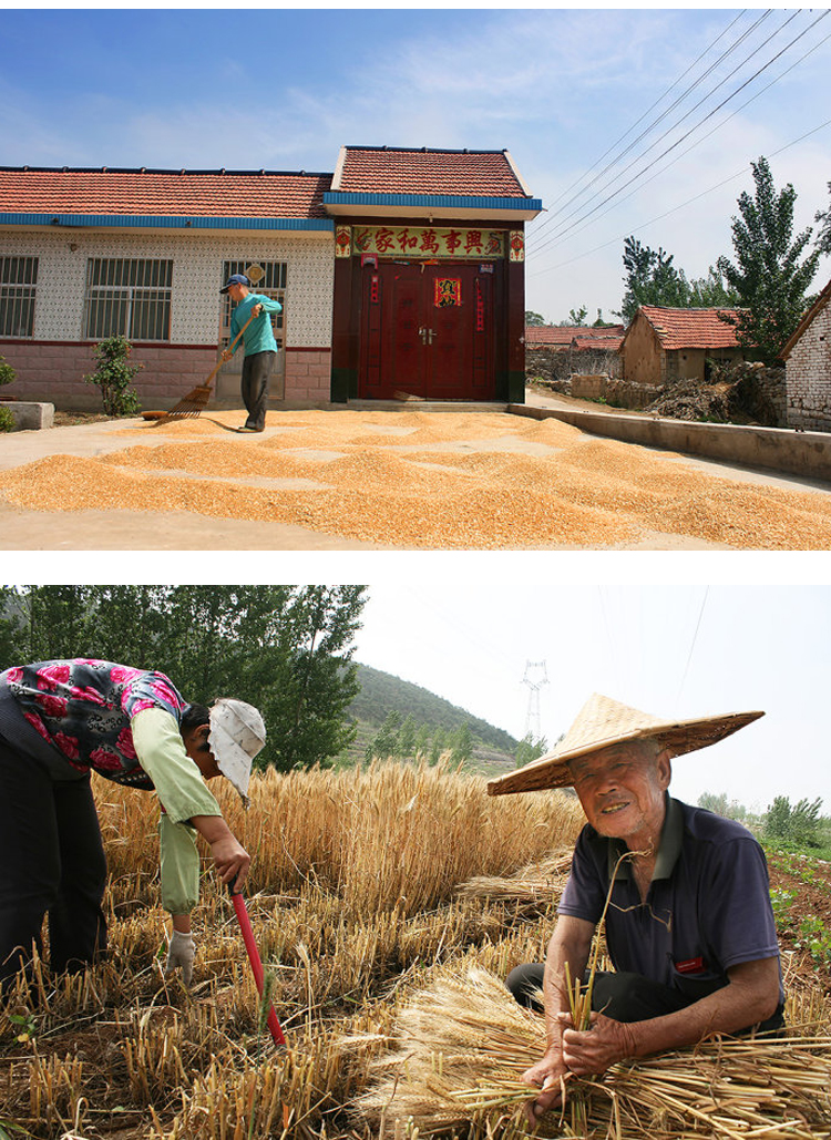 姜芮 无土栽培小麦草种子 阳台水培榨汁水猫草 500