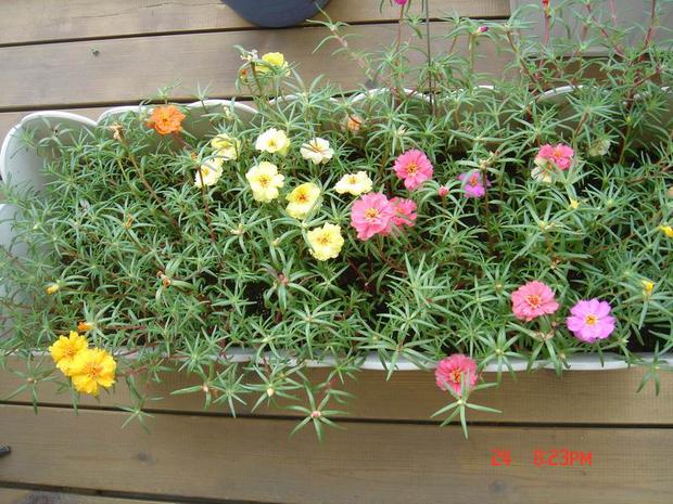 元井 盆栽花卉四季種植半枝蓮花籽太陽花種子重瓣 太陽花種子100粒