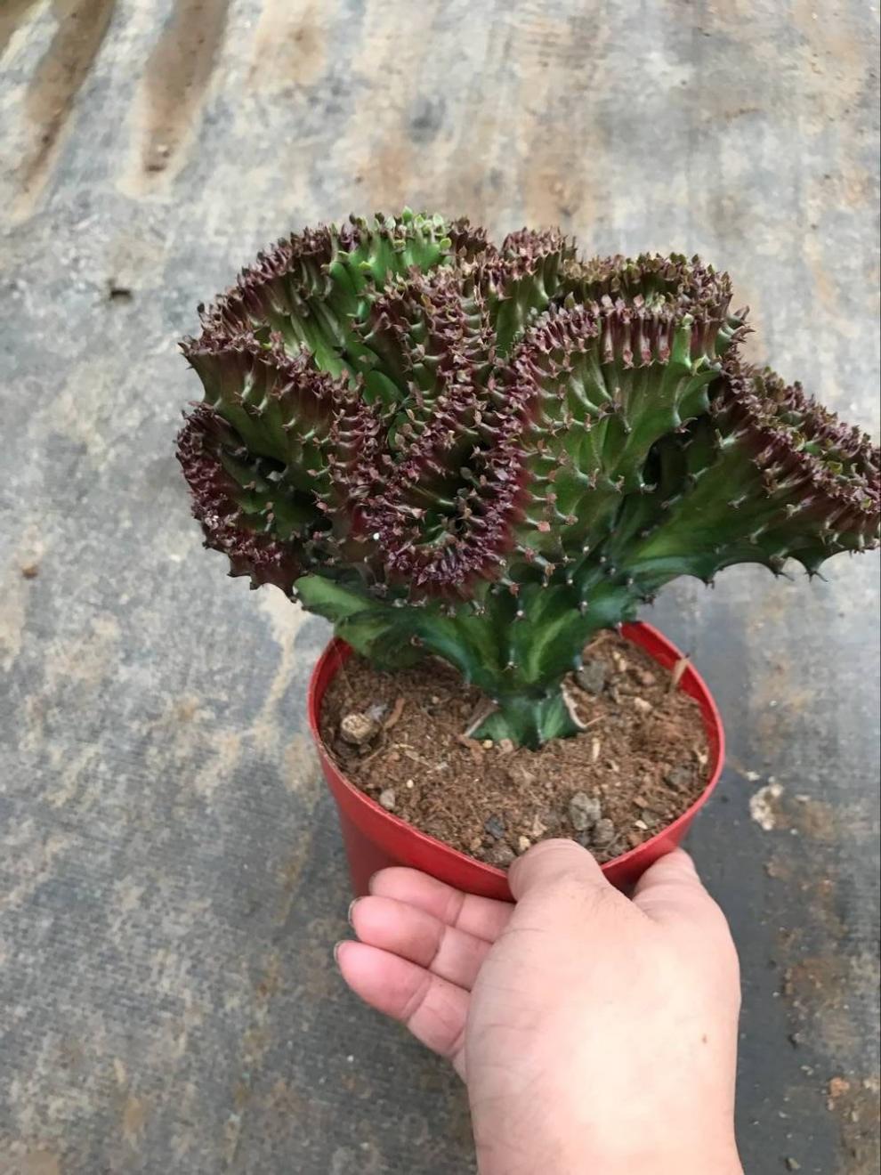 多肉巴西龙骨花量天尺仙人柱龙骨嫁接彩麒麟 龙骨嫁接彩麒麟35-45厘米