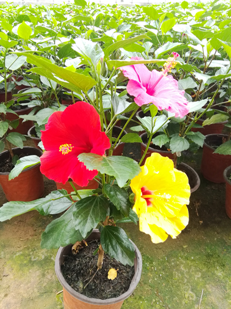 扶桑花盆栽 重瓣扶桑花 木槿 小苗 花期长植物 花园 阳台美观天 两年