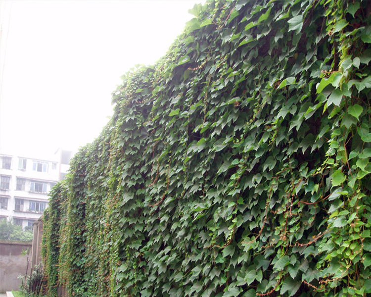 地栽攀援高手植物美国五叶地锦苗大小叶爬山虎大苗爬藤红叶爬墙虎花卉