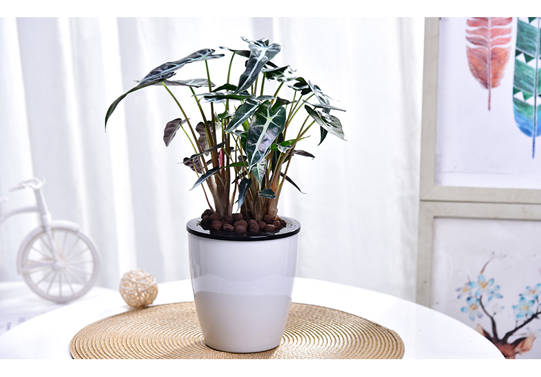 春沭仙女小盆栽室内办公室阳台花卉绿植禅意观叶盆景小仙女白龙蛋中盆