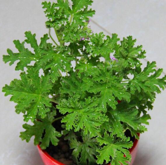 园艺驱蚊草 室内灭虫杀蚊子种子驱蚊子绿植花卉香叶天竺葵盆栽地栽苗
