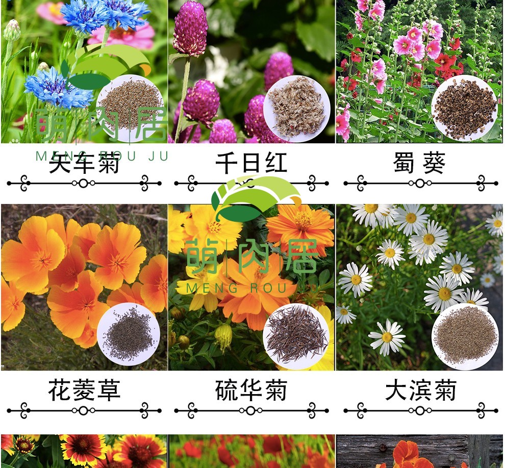萌肉居 多个品种波斯菊种子花卉种子盆栽庭院百日草种子万寿菊 孔雀草