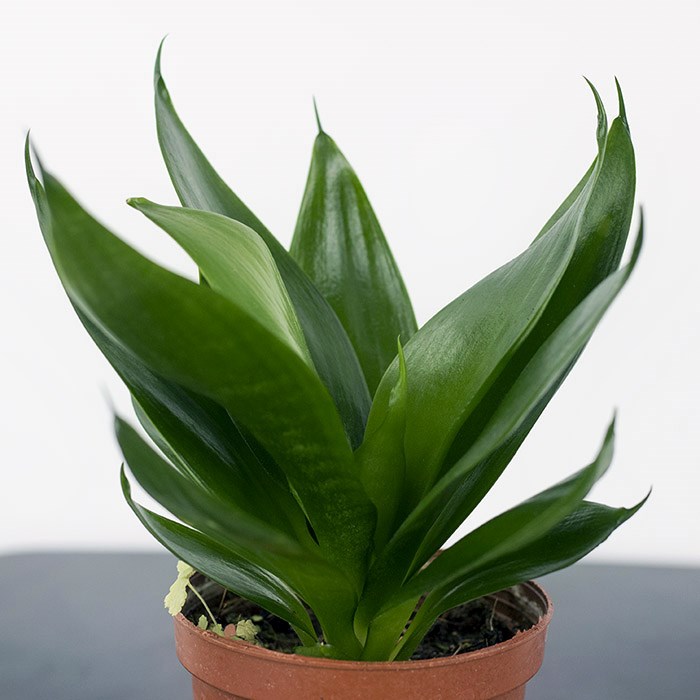 园艺 绿植黄金哈尼虎皮兰虎尾兰迷你mini小盆栽室内办公室花卉 白玉虎