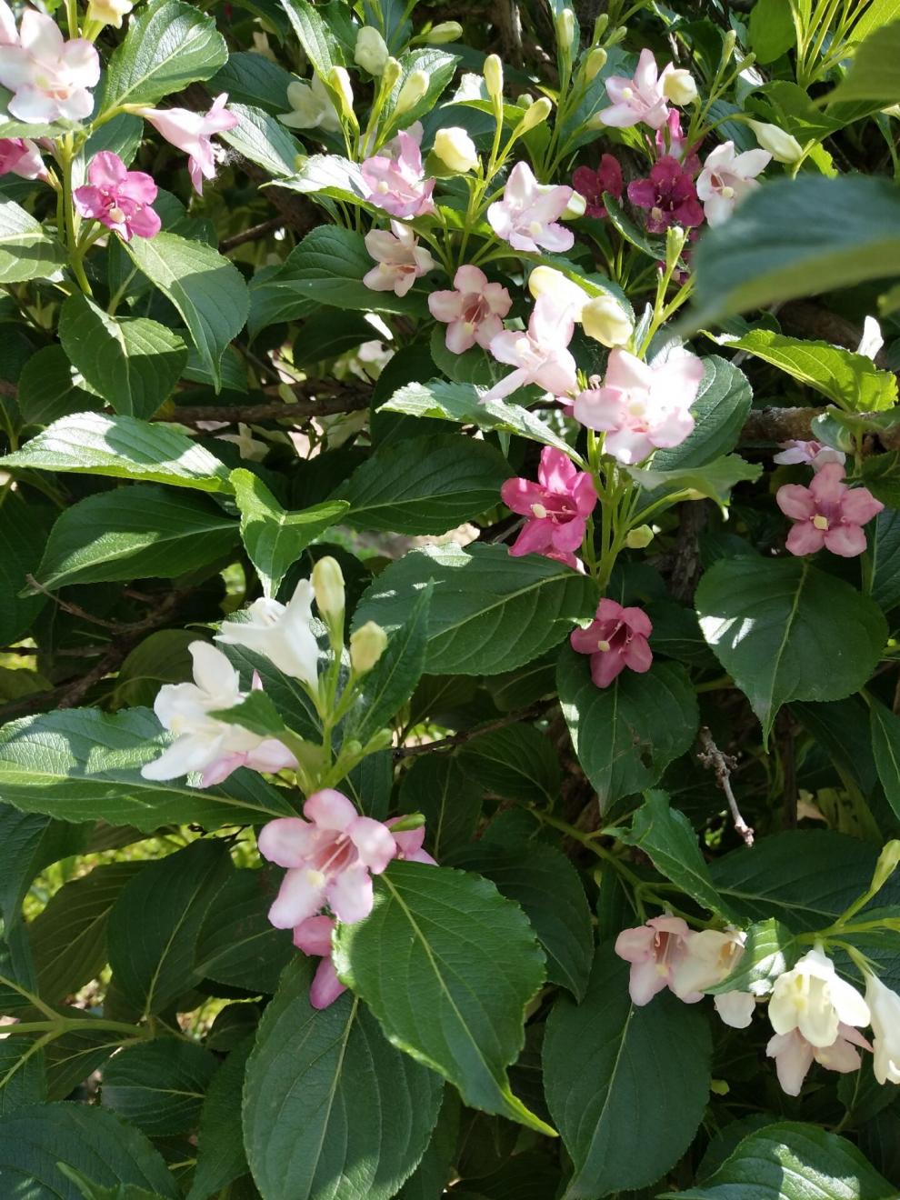 园艺五彩锦带 变色锦带花苗 春天开花稀少多年生木本庭院花坛花卉植物