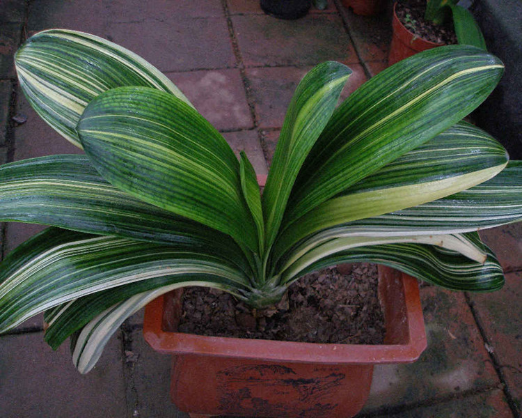 一名花匠君子兰盆栽盆栽花卉君子兰苗花叶圆头雀兰君子兰花苗大花巨兰