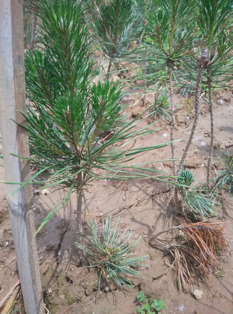 五针松盆景 五针松树苗 正宗五针松小苗 五针松苗自家基地培植 大阪松