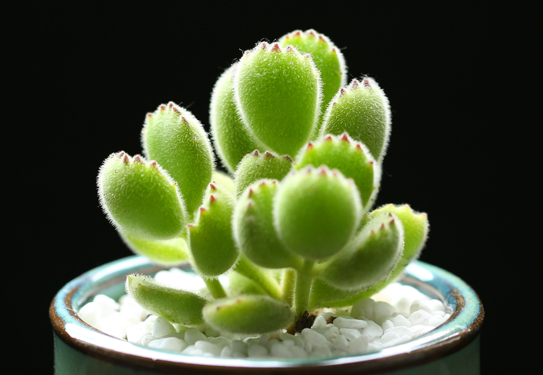 小鲜肉多肉植物熊童子赠送陶瓷花盆群生多肉植物肉肉植物盆栽绿熊小熊