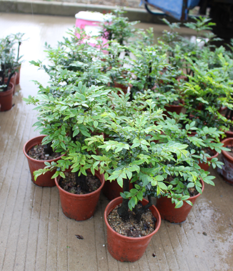 榆树盆栽 榆树盆景苗 s型榆树盆景 悬崖造型盆景 家居室内盆栽绿植