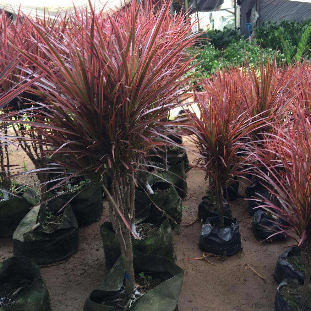 七彩铁 五彩千年木盆栽庭院室内阳台彩叶绿植 三色龙血树红竹观叶花镜