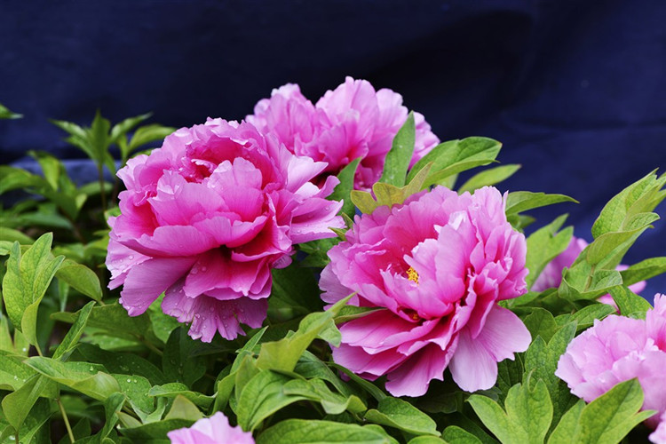 洛阳牡丹花苗带芽发货观赏花室内外庭院植物盆栽牡丹花酒红色中国红3