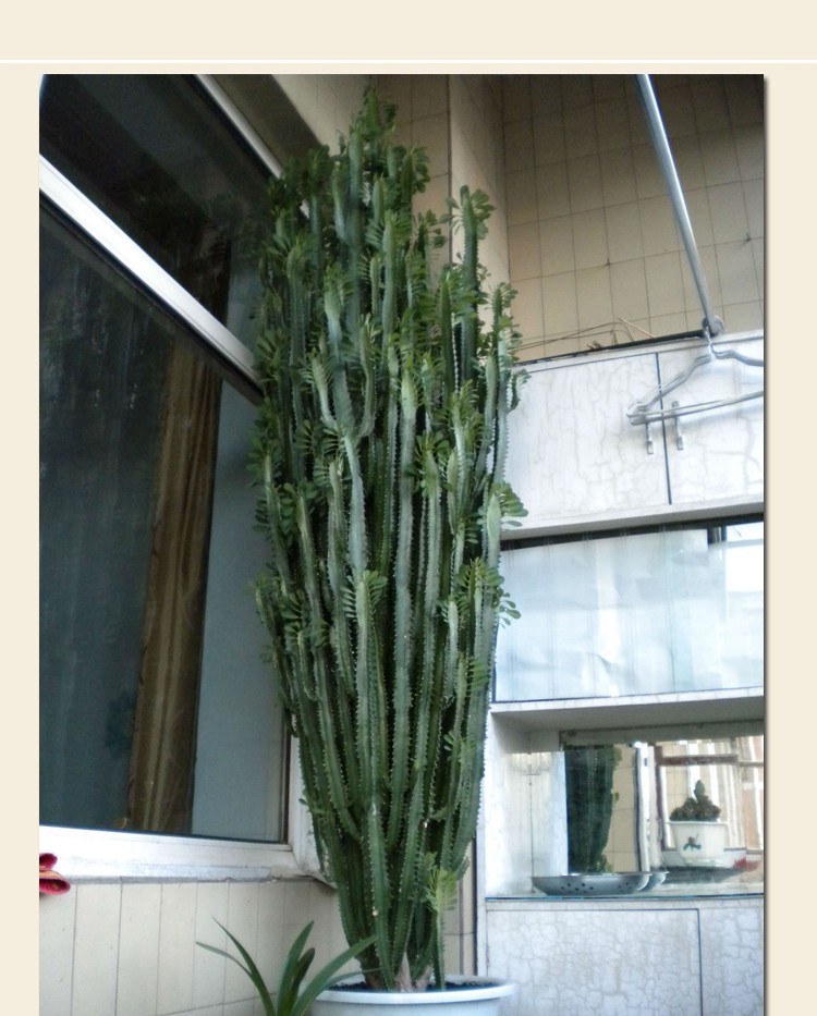 御卉阁 仙人柱量天尺 仙人掌盆栽花卉龙骨盆栽植物 擎天柱 仙人尺盆栽