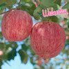 Jingmi Luochuan Apple Red Fuji Fresh Fruit New Fruit Gift Box Net Weight 8.6 Jin Single Fruit 250g Origin Head Straight Hair