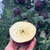 Kabunuo Yunnan Zhaotong Black Card Gala Apple Black Diamond Purple Romantic Christmas Apple Ping An Fruit Fresh Rare Fruit 4 Jin Large Fruit 80mm+
