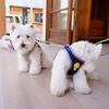 Ycqpet dog leash small dog harness dog leash vest style dog leash dog leash Y01 black XS