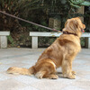 Dog cowhide leash leash, medium and small dog golden retriever German shepherd dog leash, leather rope, p chain dog leash, 1.5cm wide, pure copper hook cowhide leash, material about 2 meters (actual length is about 1.7 meters)