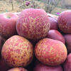 Rose Garden 2025 New Fruits Now Picked, Yunnan Zhaotong Wild Ugly Apple Rock Candy Heart Rare Fruit Fresh Crisp Sweet Large Fruit 75mm (inclusive)-80mm (exclusive) 10 catties