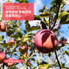 Yanyuan Apple Hall Daliangshan Ugly Apple Yanyuan Apple Candy Heart Apple 2025 Freshly Picked Medium Large Fruit (75-80mm) Net Weight 8 Jin