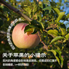 Jingxiansheng Lingbao Fuji Apple, net weight 4.5kg, single fruit 80mm+, fresh fruit, straight from the source