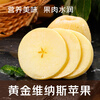 Jingmi Golden Venus Apple Fruit Fresh from Shandong, net weight 5 pounds, single fruit starting from 150g, straight from the source