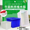 Thickened aquaculture box beef tendon shallow basin with drain valve rectangular plastic bucket large water tank K50 length 57 width 43 height 32 cm