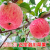 Jingmi Luochuan Apple Red Fuji Fresh Fruit New Fruit Gift Box Net Weight 8.6 Jin Single Fruit 250g Origin Head Straight Hair
