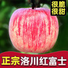 Baoxiansheng Authentic Shaanxi Luochuan Apple Red Fuji Crisp, Sweet and Juicy Seasonal Fresh Fruit for Pregnant Women Whole Box of Fresh Ugly Apples 80-85mm with box 10 catties (net weight 8.8 catties)