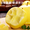 Jingmi Golden Venus Apple Fruit Fresh from Shandong, net weight 5 pounds, single fruit starting from 150g, straight from the source