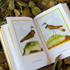 Retro Art Museum Series Xinhua Bookstore Genuine Free Shipping 07 Birds Chirping French Royal Botanical Garden Bird Illustrated
